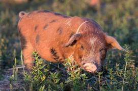 Porcine Immunology Webinar 線上研討會