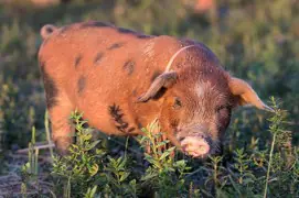 Porcine Immunology Webinar 線上研討會